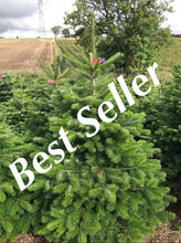 Load image into Gallery viewer, Super Premium Grade Cut Non drop Nordmann Fir
