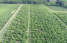 Load image into Gallery viewer, Super Premium Grade Cut Non drop Nordmann Fir