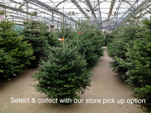 Load image into Gallery viewer, Super Premium Grade Cut Non drop Nordmann Fir