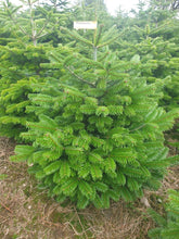 Load image into Gallery viewer, Super Premium Grade Cut Non drop Nordmann Fir