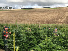 Load image into Gallery viewer, Super Premium Grade Cut Non drop Nordmann Fir