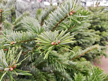 Load image into Gallery viewer, Super Premium Grade Cut Non drop Nordmann Fir
