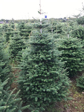 Load image into Gallery viewer, Non drop Korean Fir