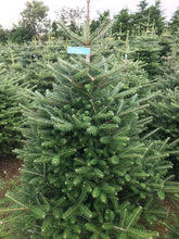 Load image into Gallery viewer, Non drop Korean Fir