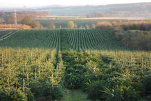 Load image into Gallery viewer, Super Premium Grade Cut Non drop Nordmann Fir