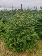 Load image into Gallery viewer, Super Premium Grade Cut Non drop Nordmann Fir