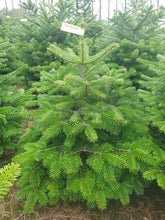 Load image into Gallery viewer, Super Premium Grade Cut Non drop Nordmann Fir
