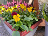 Crackle Window Box 30cm