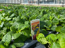 Load image into Gallery viewer, 51-tray Polyanthus Mixed Colours
