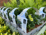 6-pack Hellebore Christmas Carol
