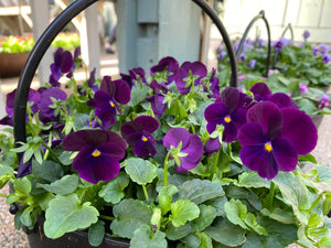 Winter/Spring Cauldron planter