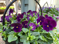 Winter/Spring Cauldron planter