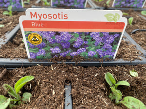 6-pack Forget Me Not Myosotis blue