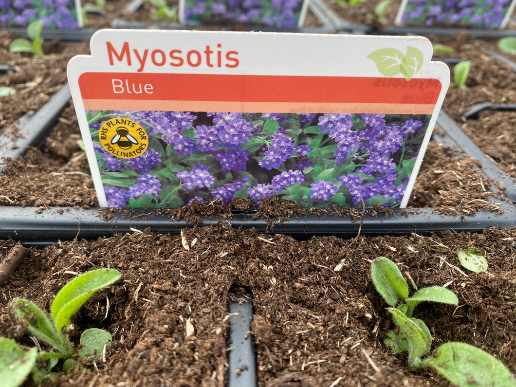 6-pack Forget Me Not Myosotis blue