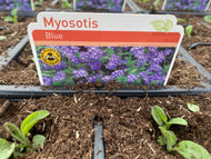 6-pack Forget Me Not Myosotis blue