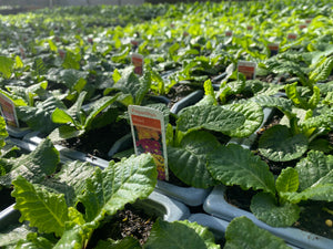 6-pack Polyanthus mixed