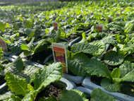 6-pack Polyanthus mixed