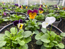 Load image into Gallery viewer, 20cm Laval Viola Pot
