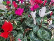 9cm pot Cyclamen Magic Flames