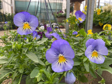 Load image into Gallery viewer, 12” Cool Wave trailing pansy basket

