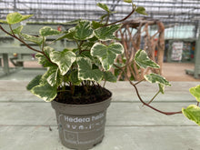 Load image into Gallery viewer, 9cm pot Ivy
