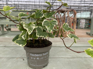 9cm pot Ivy
