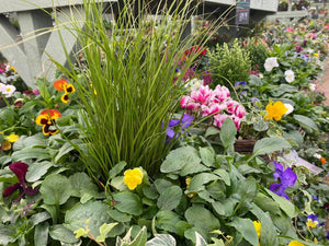 Winter wicker hanging baskets