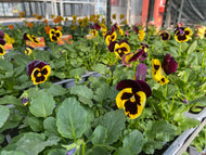 6-pack Winter Pansies