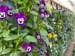 Winter Hanging Flower Bags