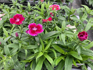 Dianthus Festival 6-pack