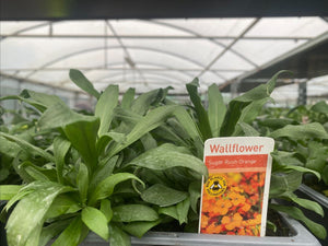 28-tray Wallflowers Sugar Rush - Mixed Colours