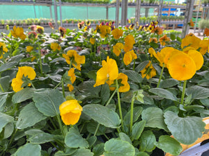 6-pack Winter Pansies