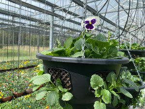 Pansy Ball hanging baskets