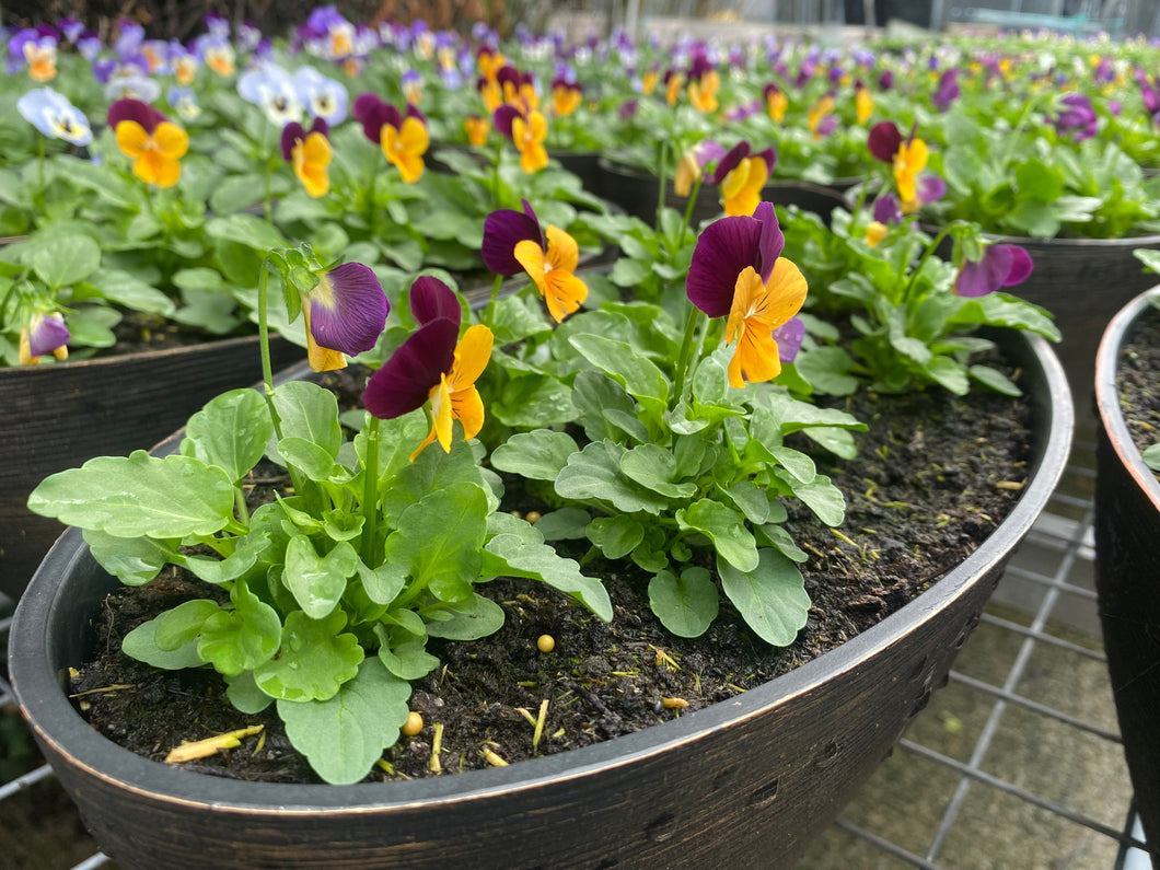 Urbana Oval Viola Bowls