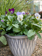 20cm Laval Viola Pot