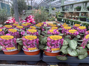 10.5cm pot Hardy naturalising cyclamen hederifolium