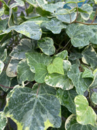 9cm pot Ivy