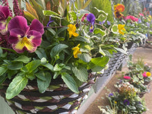 Load image into Gallery viewer, Winter Cone Hanging Baskets
