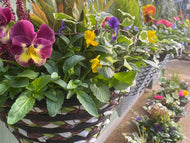 Winter Cone Hanging Baskets