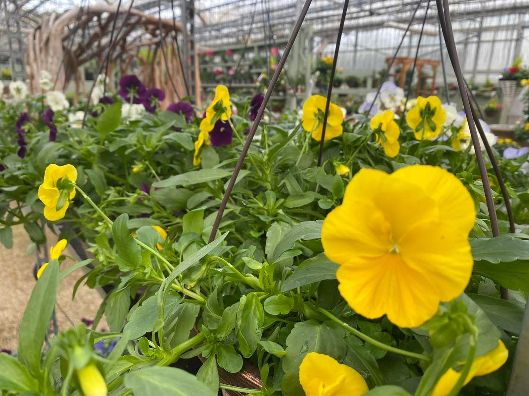 12” Cool Wave trailing pansy basket