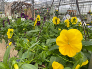 12” Cool Wave trailing pansy basket