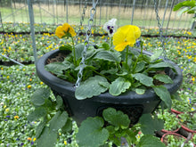Load image into Gallery viewer, Pansy Ball hanging baskets
