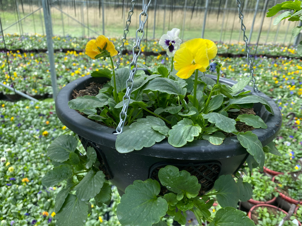 Pansy Ball hanging baskets