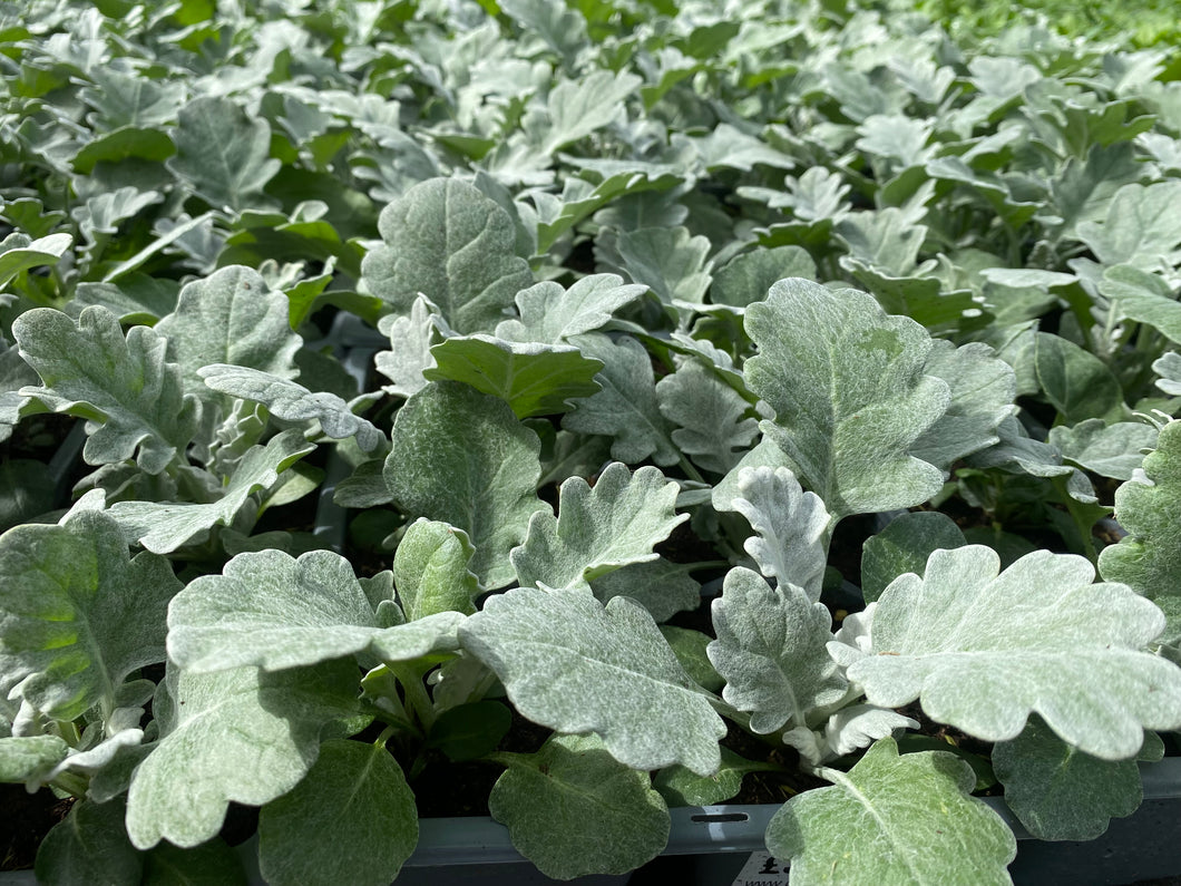 6-pack Cineraria Silver Leaf