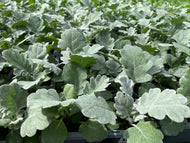 6-pack Cineraria Silver Leaf