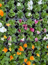 Load image into Gallery viewer, Bio Pot Pansies mix of 12
