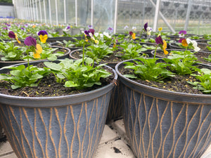 20cm Laval Viola Pot