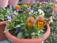 24cm Bella Quattro Pot