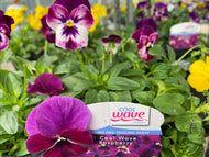 28-tray Cool Wave Trailing Pansies Mixed