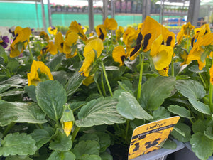 6-pack Winter Pansies
